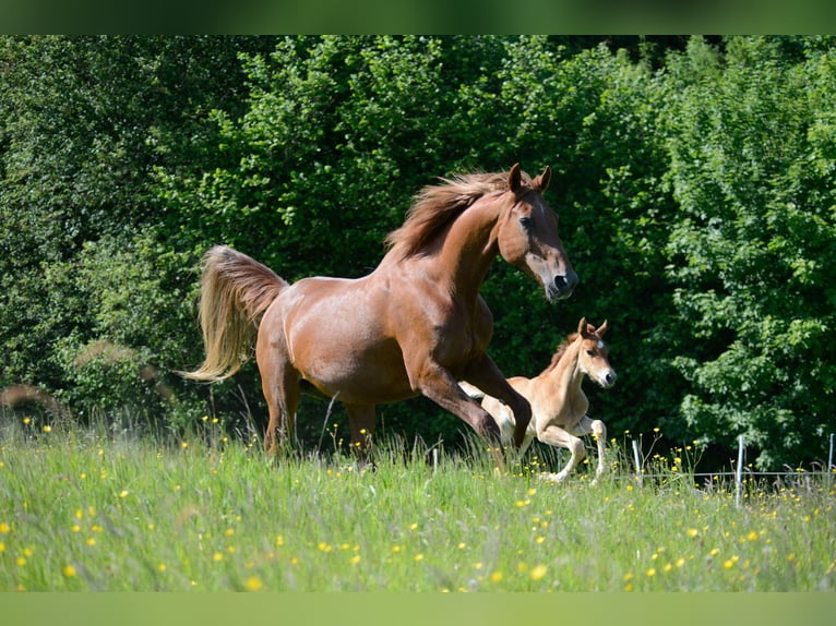 American Saddlebred Stute 3 Jahre 160 cm Fuchs in Kierspe