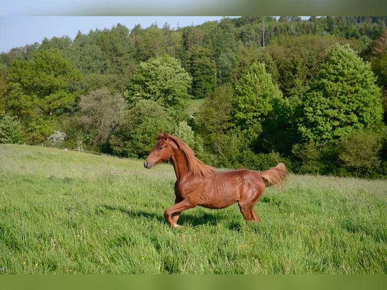 American Saddlebred Stute 4 Jahre 160 cm Fuchs in Kierspe