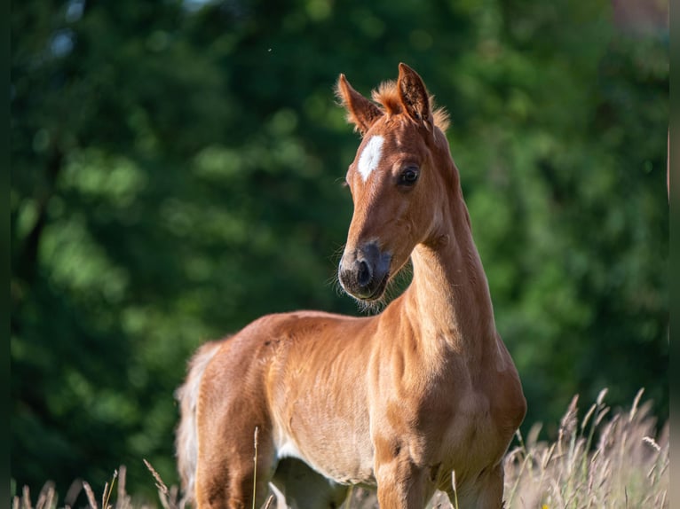 American Saddlebred Stute  163 cm Dunkelfuchs in Kierspe