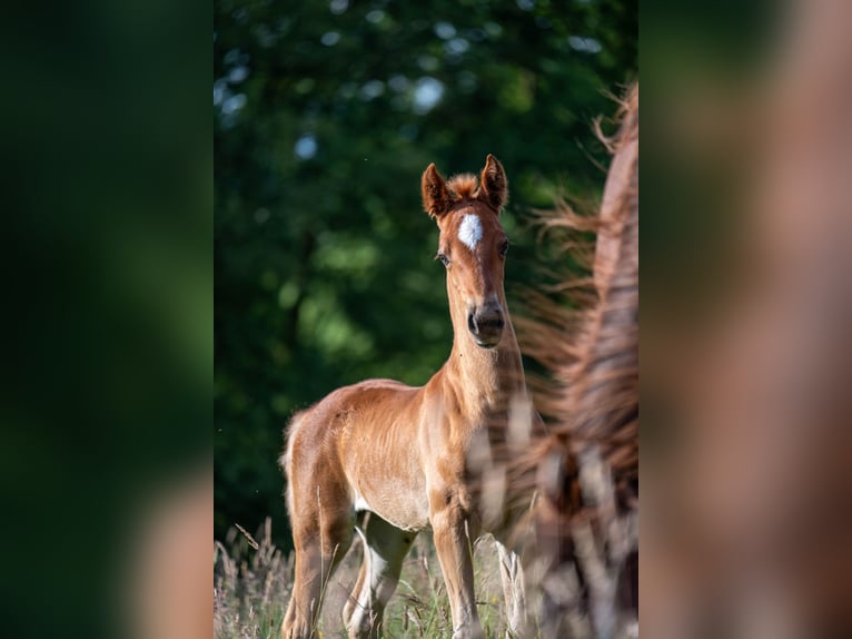 American Saddlebred Stute  163 cm Dunkelfuchs in Kierspe