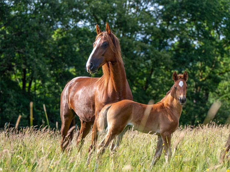 American Saddlebred Stute  163 cm Dunkelfuchs in Kierspe