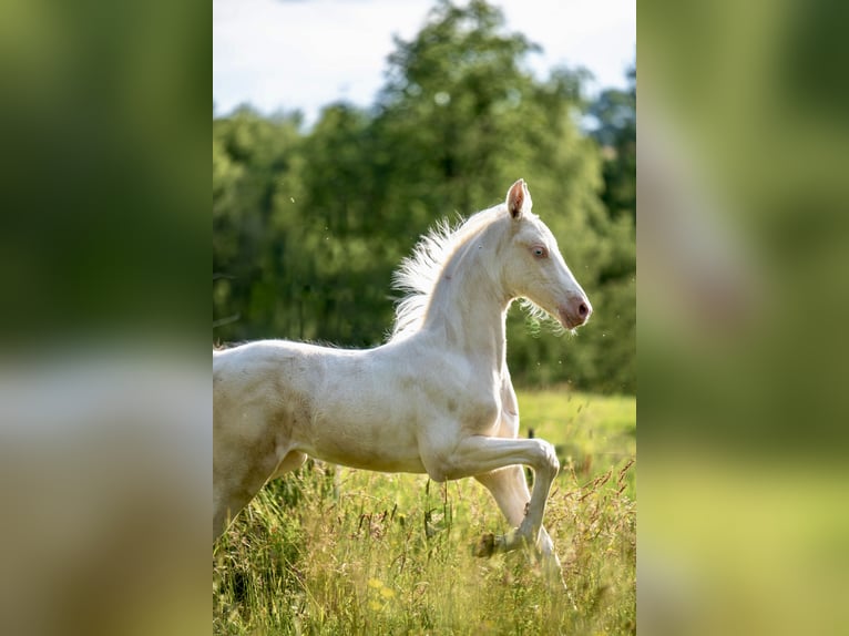 American Saddlebred Stute Fohlen (05/2025) 165 cm Cremello in Kierspe American Saddlebred Stute Fohlen (05/2025) 165 cm Cremello in Kierspe