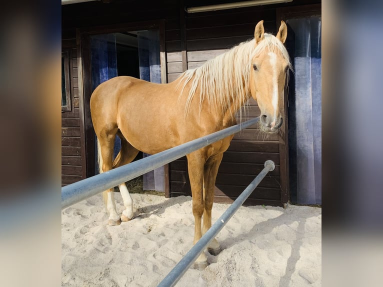 American Saddlebred Wałach 21 lat 162 cm Bułana in Baden-Baden