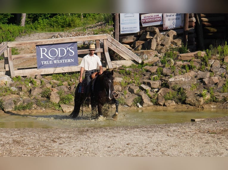 American Saddlebred Mix Wałach 6 lat Kara in Fredericksburg