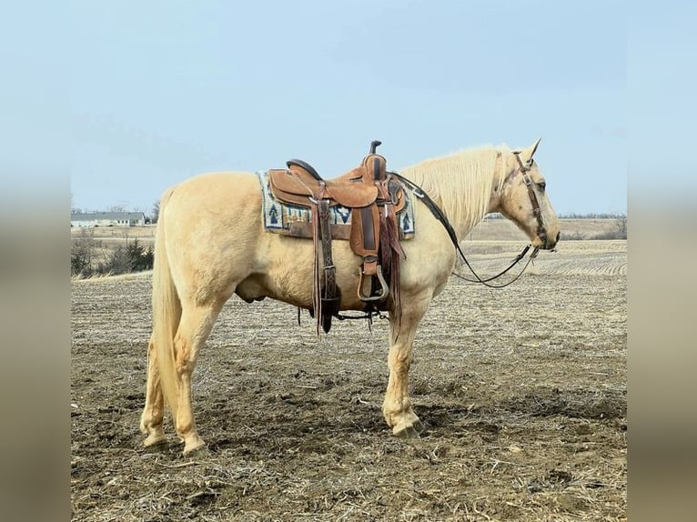 American Saddlebred Wałach 13 lat 132 cm Izabelowata in Bedford