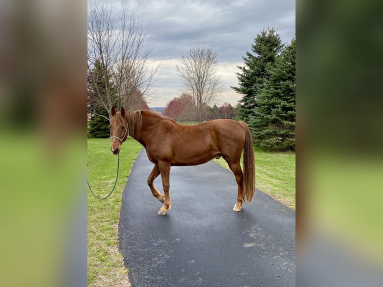American Saddlebred Wallach 11 Jahre 163 cm Rotfuchs in Deforest