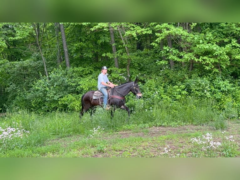 American Saddlebred Wallach 14 Jahre 155 cm Rappe in Moscow OH