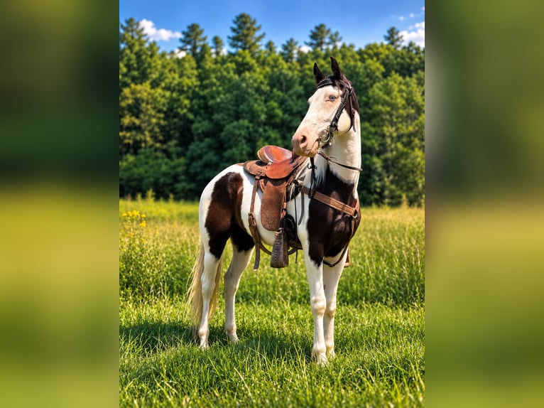 American Saddlebred Wallach 4 Jahre 145 cm Rappe in Canton
