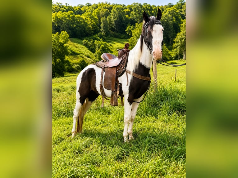 American Saddlebred Wallach 4 Jahre 145 cm Rappe in Canton