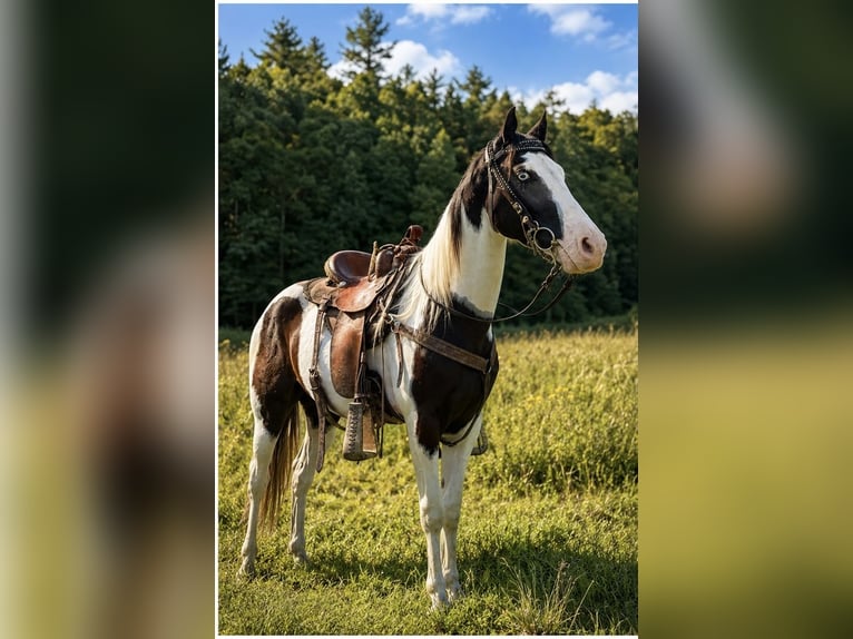 American Saddlebred Wallach 4 Jahre 145 cm Rappe in Canton