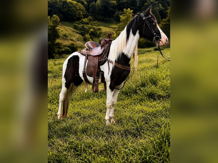 American Saddlebred Wallach 4 Jahre 145 cm Rappe in Canton
