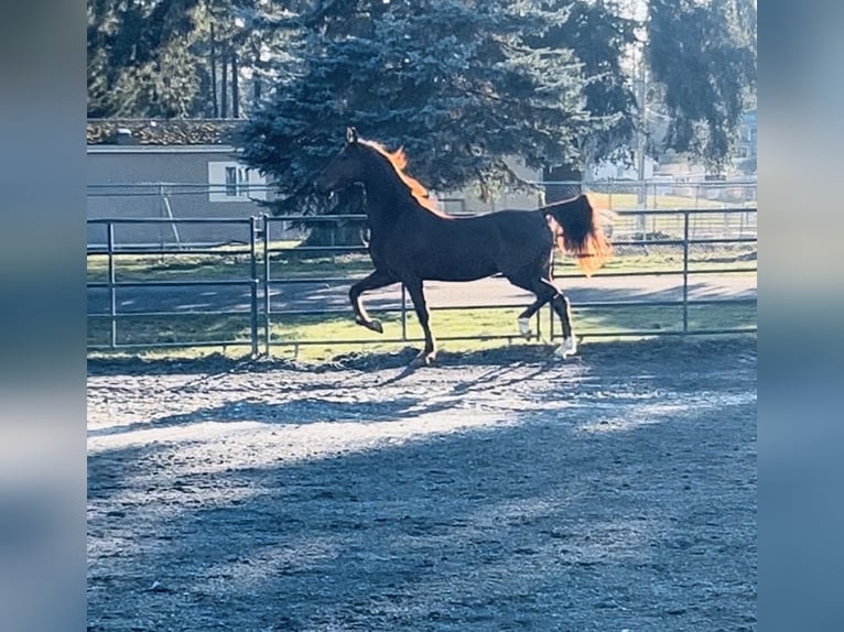 American Saddlebred Wallach 4 Jahre 163 cm Fuchs in Olympia