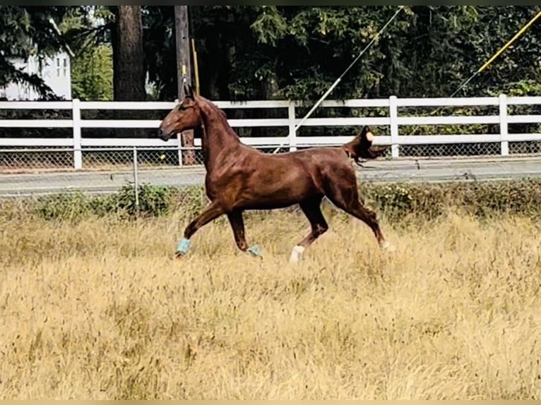 American Saddlebred Wallach 4 Jahre 163 cm Fuchs in Olympia