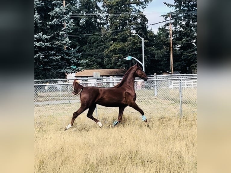 American Saddlebred Wallach 4 Jahre 163 cm Fuchs in Olympia