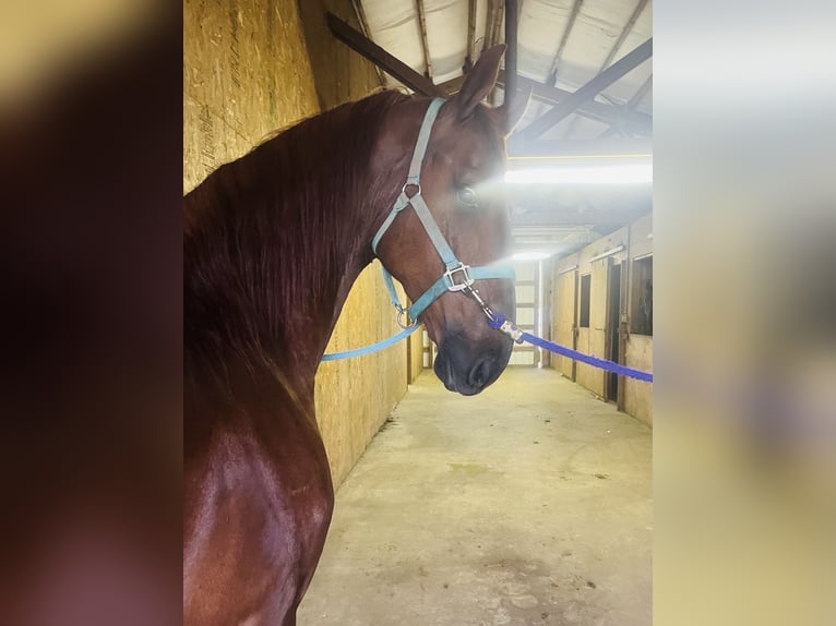American Saddlebred Wallach 4 Jahre 163 cm Fuchs in Olympia