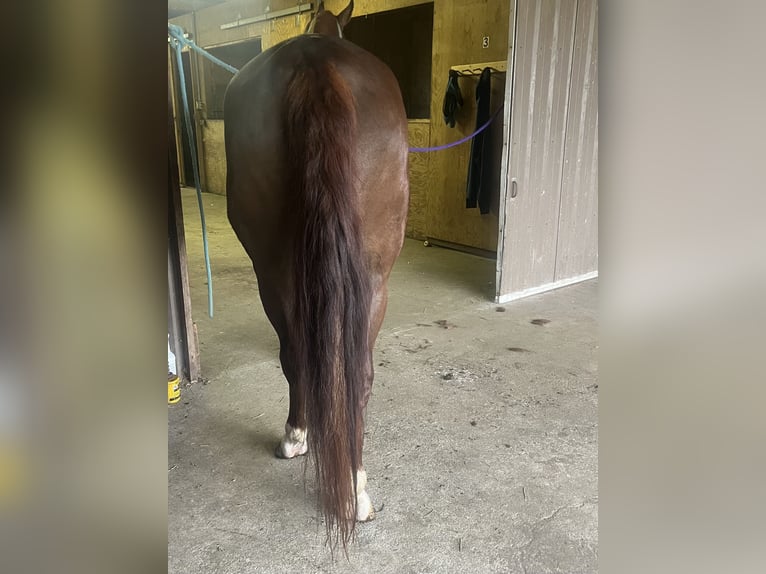 American Saddlebred Wallach 4 Jahre 163 cm Fuchs in Olympia