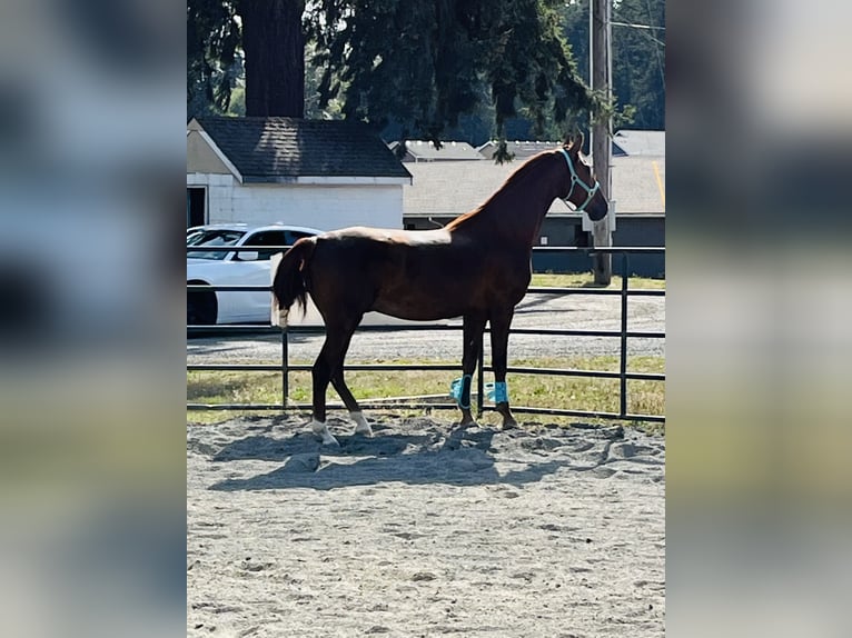 American Saddlebred Wallach 4 Jahre 163 cm Fuchs in Olympia