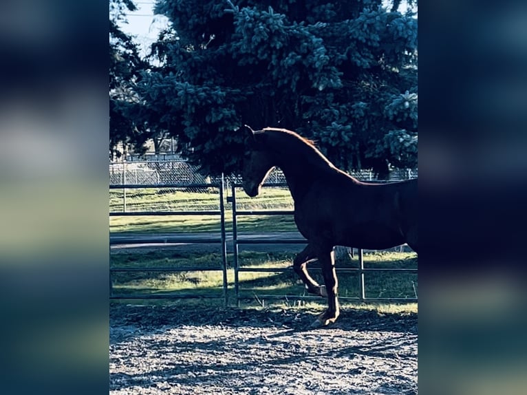 American Saddlebred Wallach 4 Jahre 163 cm Fuchs in Olympia