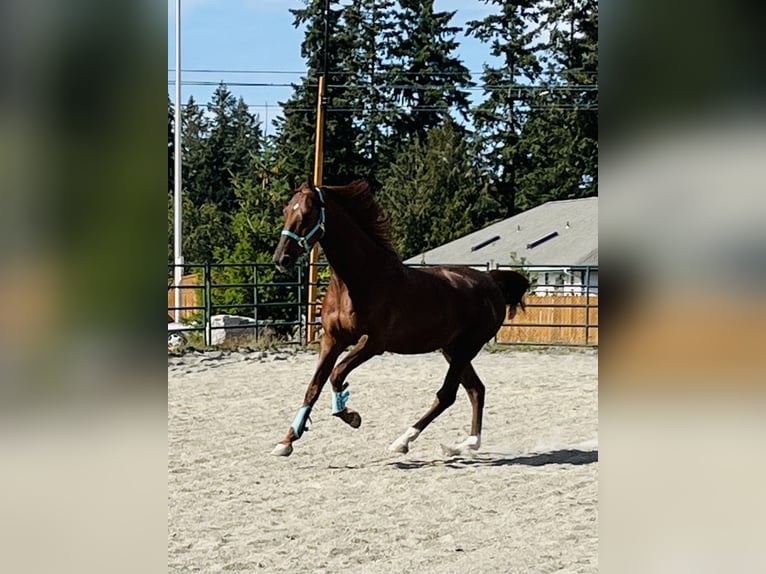 American Saddlebred Wallach 4 Jahre 163 cm Fuchs in Olympia