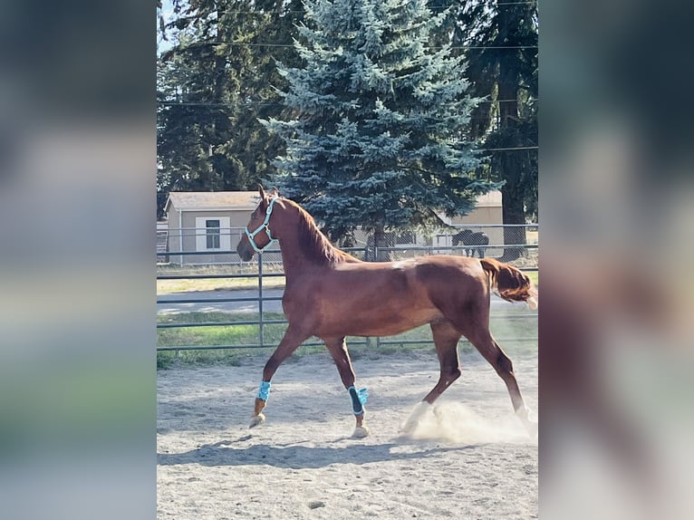 American Saddlebred Wallach 4 Jahre 163 cm Fuchs in Olympia