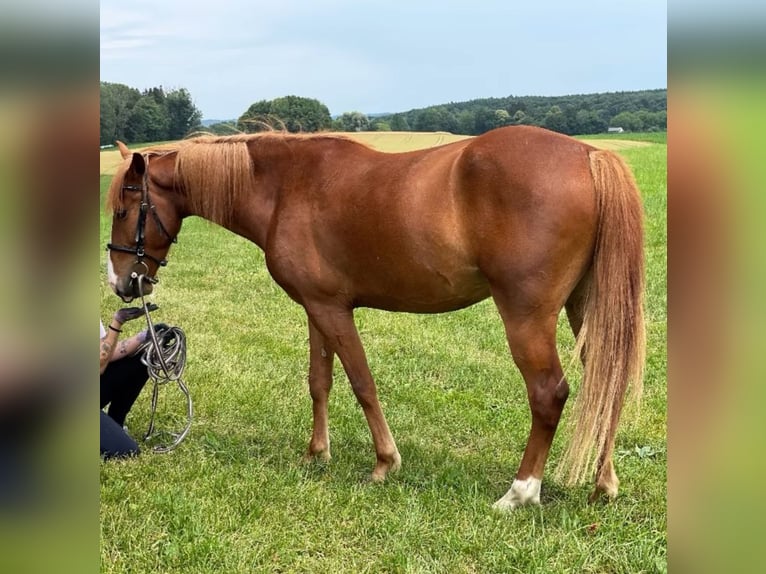 American Saddlebred Mix Wallach 5 Jahre 150 cm Fuchs in Schondorf am Ammersee