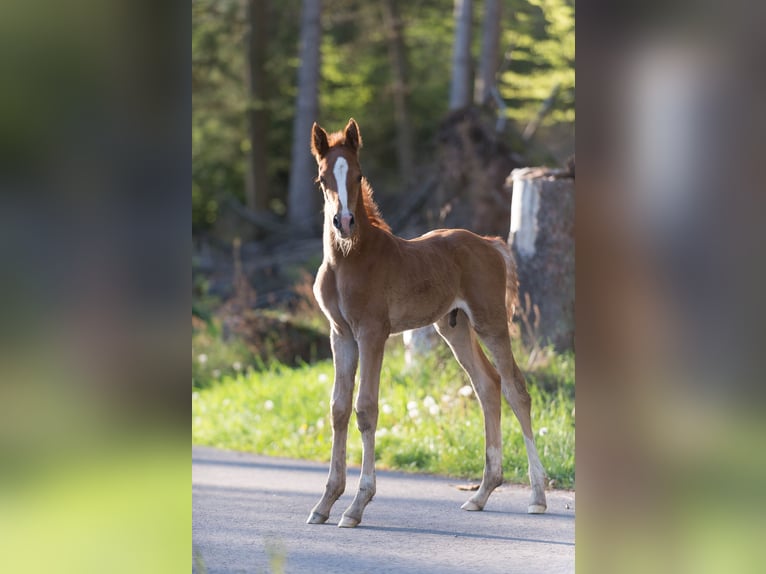 American Saddlebred Wallach 6 Jahre 165 cm Fuchs in Kierspe