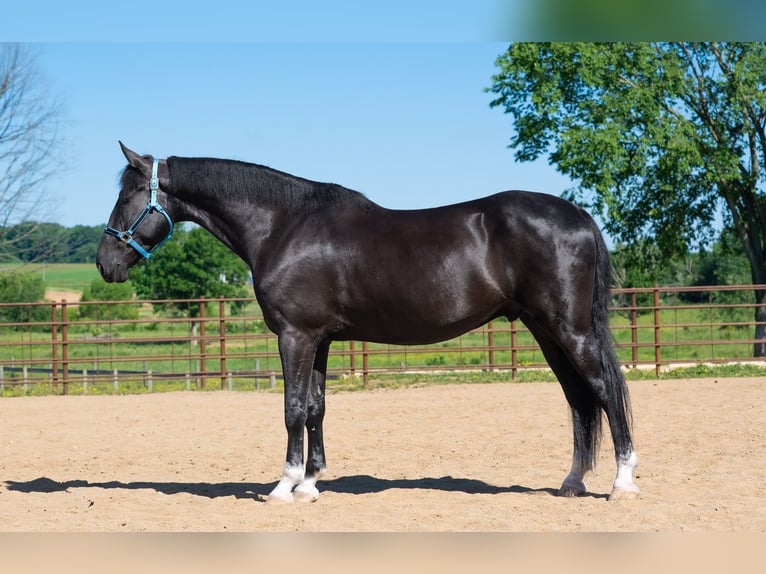 American Saddlebred Mix Wallach 6 Jahre Rappe in Fredericksburg