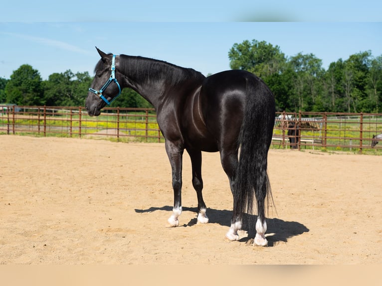 American Saddlebred Mix Wallach 6 Jahre Rappe in Fredericksburg