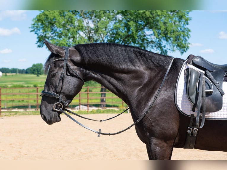 American Saddlebred Mix Wallach 6 Jahre Rappe in Fredericksburg