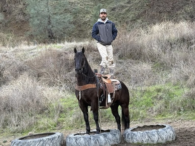 American Saddlebred Wallach 9 Jahre 150 cm in Paicines CA