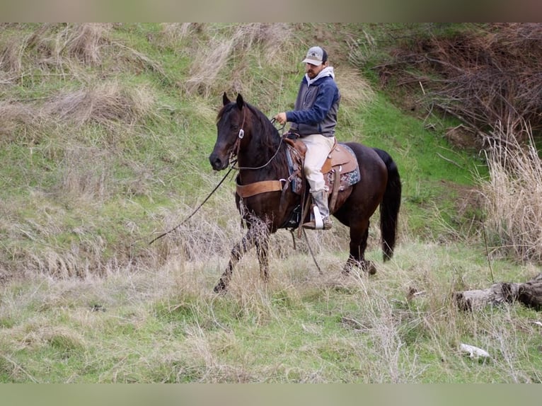 American Saddlebred Wallach 9 Jahre 150 cm in Paicines CA