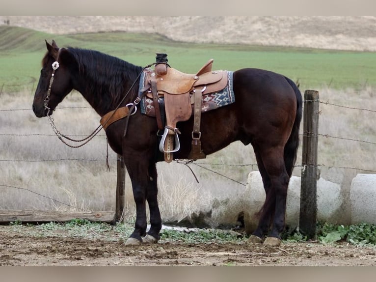 American Saddlebred Wallach 9 Jahre 150 cm in Paicines CA