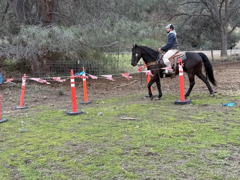 American Saddlebred Wallach 9 Jahre 150 cm in Paicines CA