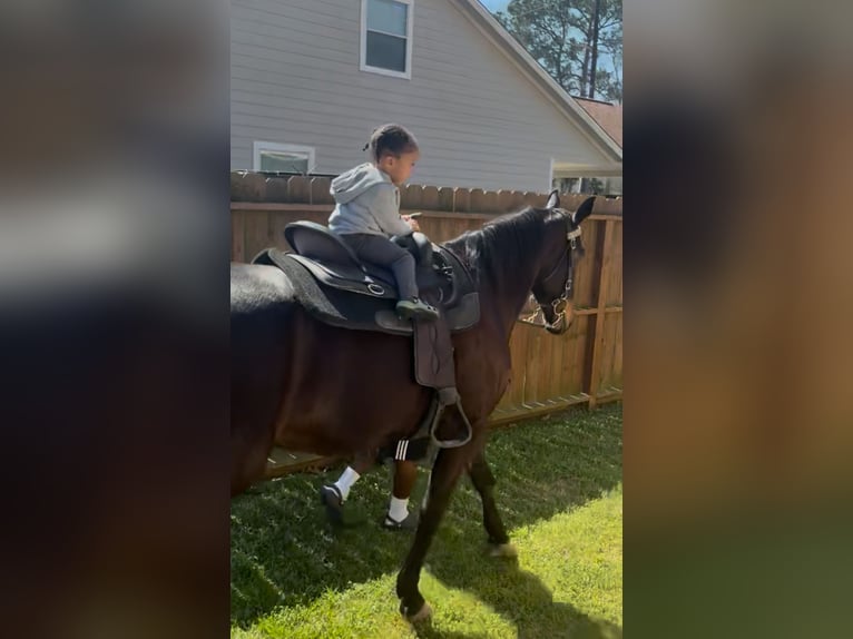 American Standardbred Castrone 10 Anni 163 cm Baio scuro in Humble