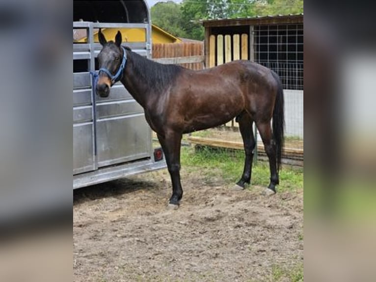 American Standardbred Castrone 10 Anni 163 cm Baio scuro in Humble