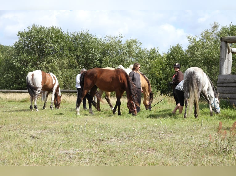 American Standardbred Castrone 4 Anni 153 cm Baio in N&#xF8;rager