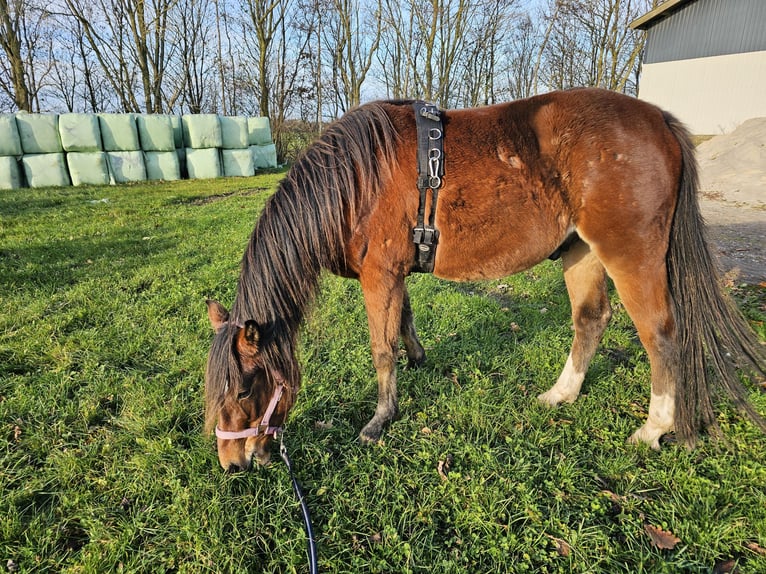 American Standardbred Castrone 4 Anni 153 cm Baio in N&#xF8;rager