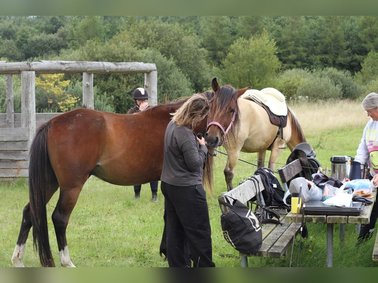 American Standardbred Castrone 4 Anni 153 cm Baio in N&#xF8;rager