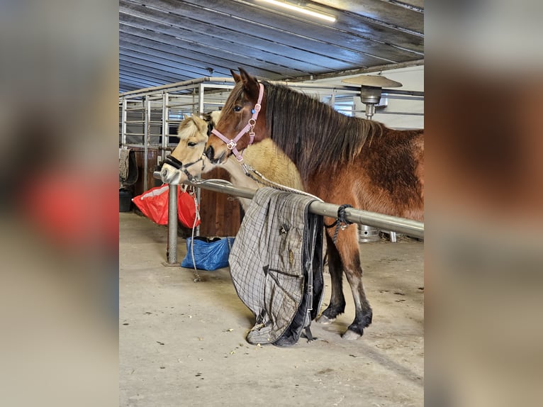 American Standardbred Castrone 4 Anni 153 cm Baio in N&#xF8;rager