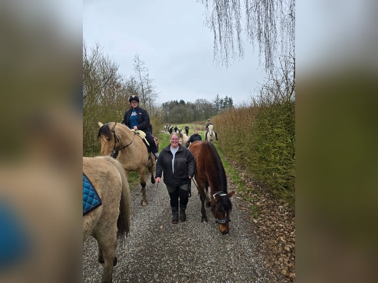 American Standardbred Castrone 4 Anni 153 cm Baio in N&#xF8;rager