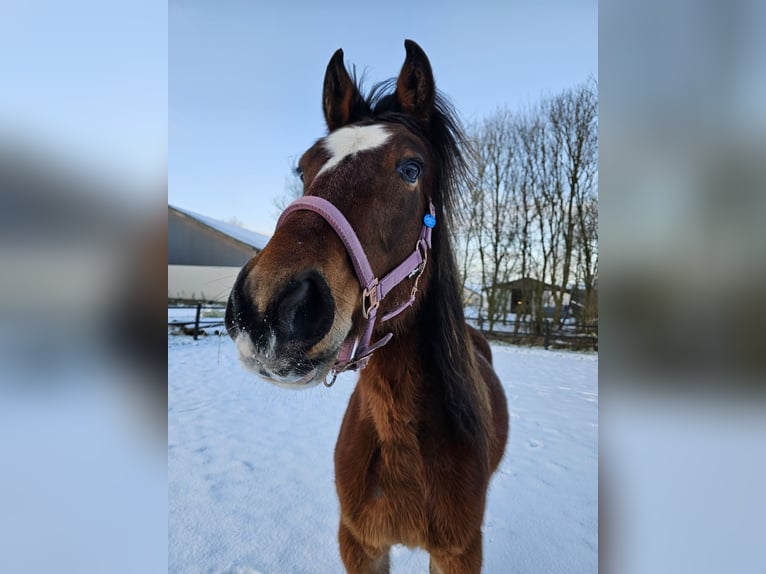 American Standardbred Castrone 4 Anni 153 cm Baio in N&#xF8;rager