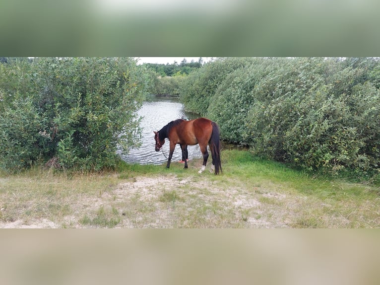 American Standardbred Castrone 4 Anni 153 cm Baio in N&#xF8;rager