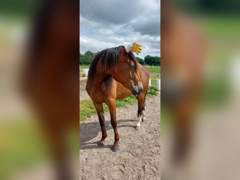 American Standardbred Castrone 4 Anni 153 cm Baio in N&#xF8;rager