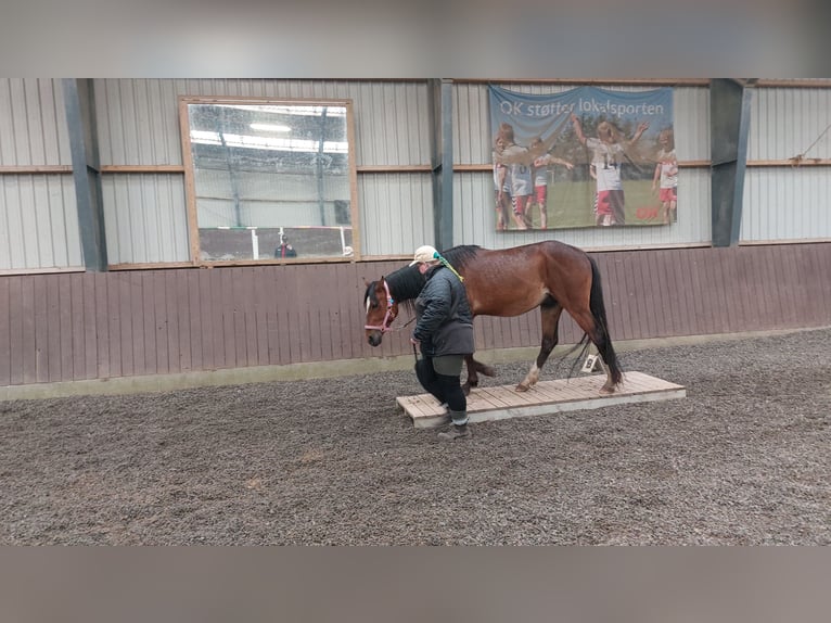 American Standardbred Castrone 4 Anni 153 cm Baio in N&#xF8;rager