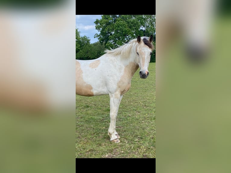American Standardbred Mix Castrone 9 Anni Tobiano-tutti i colori in Surrey