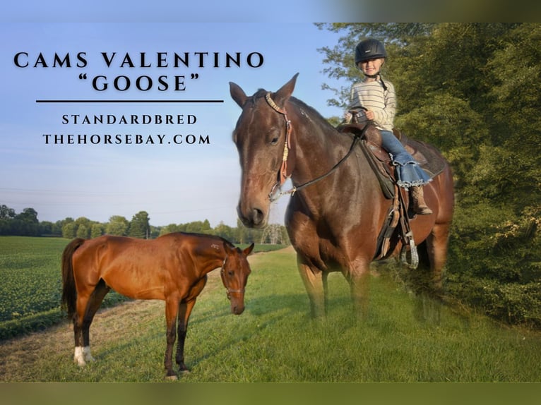 American Standardbred Gelding 12 years 16.2 hh Bay in Reynoldsburg, OH