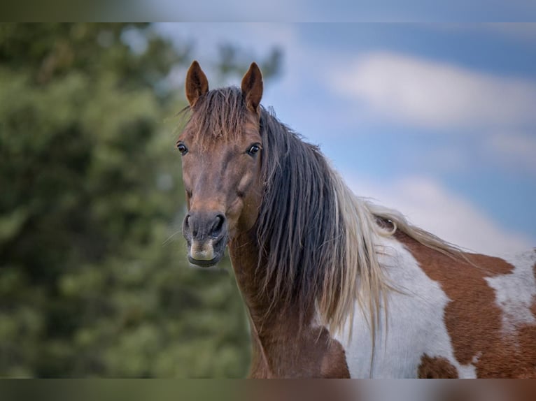 American Standardbred Mix Gelding 3 years 14,2 hh Bay-Dark in Helmstedt