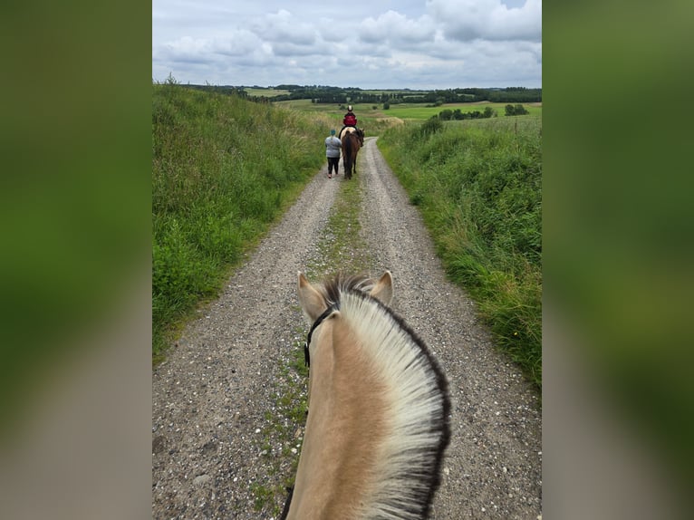 American Standardbred Gelding 4 years 15 hh Brown in N&#xF8;rager