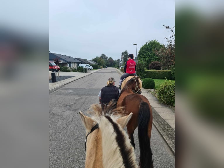 American Standardbred Gelding 4 years 15 hh Brown in N&#xF8;rager