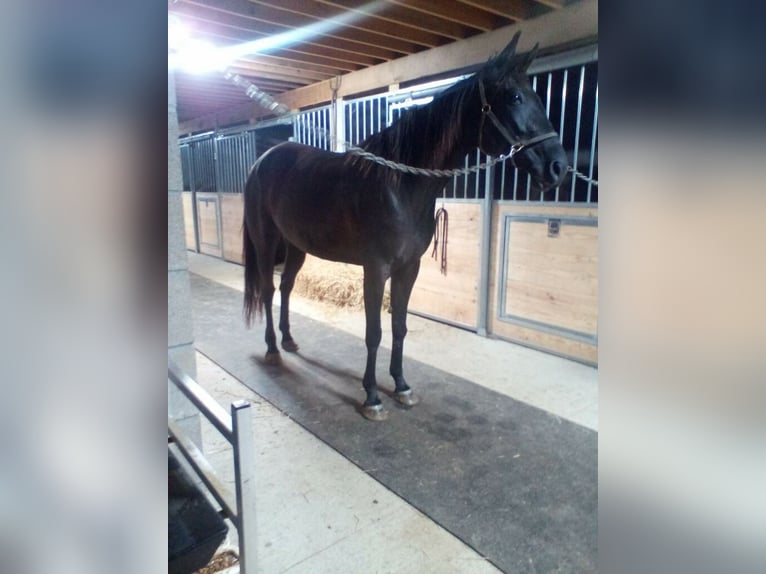 American Standardbred Giumenta 10 Anni 163 cm Baio scuro in Walhonding